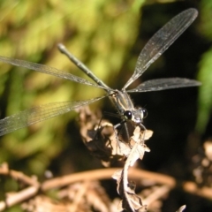 Austroargiolestes icteromelas (Common Flatwing) at ANBG - 17 Feb 2018 by MatthewFrawley