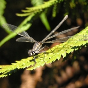 Austroargiolestes icteromelas at Canberra Central, ACT - 18 Feb 2018