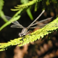 Austroargiolestes icteromelas at Canberra Central, ACT - 18 Feb 2018