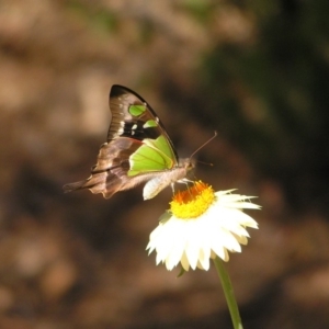 Graphium macleayanum at Acton, ACT - 18 Feb 2018 10:51 AM