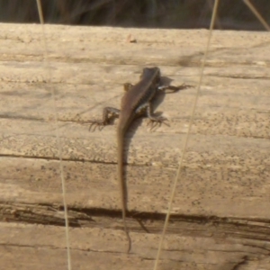 Eulamprus heatwolei at Cotter River, ACT - 12 Feb 2018 05:12 PM