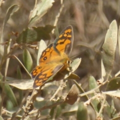 Heteronympha penelope (Shouldered Brown) at Cotter River, ACT - 12 Feb 2018 by Christine