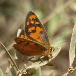 Heteronympha penelope at Cotter River, ACT - 12 Feb 2018 05:21 PM