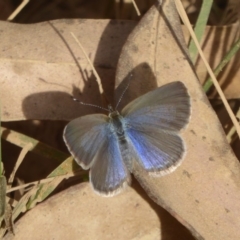 Zizina otis (Common Grass-Blue) at Cotter River, ACT - 12 Feb 2018 by Christine
