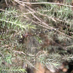 Synthemis eustalacta (Swamp Tigertail) at Acton, ACT - 18 Feb 2018 by MatthewFrawley