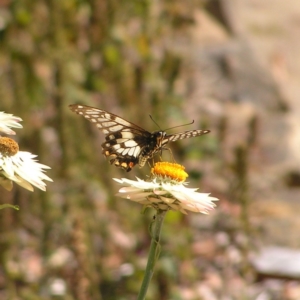 Papilio anactus at Acton, ACT - 18 Feb 2018 10:33 AM