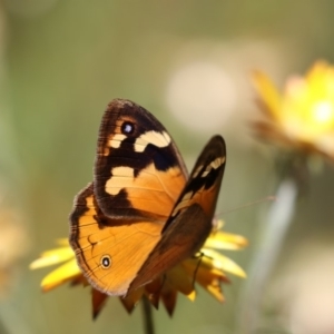 Heteronympha merope at Acton, ACT - 16 Feb 2018