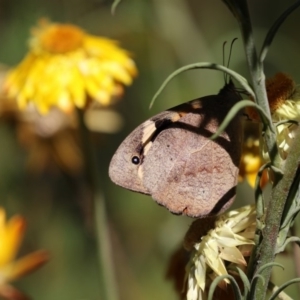 Heteronympha merope at Acton, ACT - 16 Feb 2018