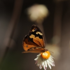 Heteronympha merope at Acton, ACT - 16 Feb 2018