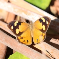 Heteronympha merope at Acton, ACT - 16 Feb 2018