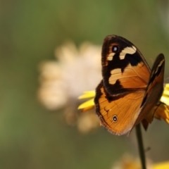 Heteronympha merope at Acton, ACT - 16 Feb 2018