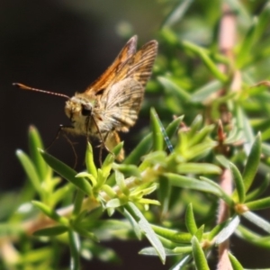 Ocybadistes walkeri at Acton, ACT - 16 Feb 2018 02:56 PM