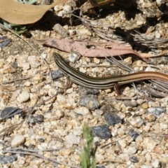 Ctenotus taeniolatus (Copper-tailed Skink) at Acton, ACT - 16 Feb 2018 by AlisonMilton