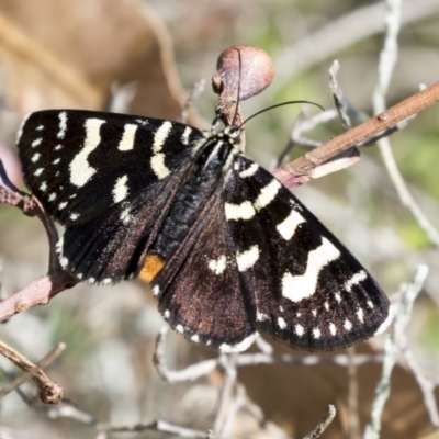 Phalaenoides tristifica (Willow-herb Day-moth) at Acton, ACT - 15 Feb 2018 by Alison Milton