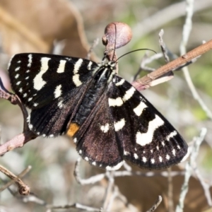 Phalaenoides tristifica at Acton, ACT - 16 Feb 2018