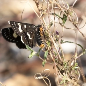 Phalaenoides tristifica at Acton, ACT - 16 Feb 2018