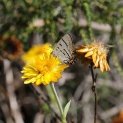 Jalmenus evagoras (Imperial Hairstreak) at Acton, ACT - 16 Feb 2018 by AlisonMilton