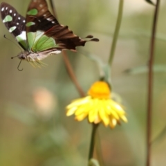 Graphium macleayanum (Macleay's Swallowtail) at ANBG - 16 Feb 2018 by Alison Milton