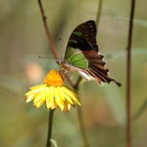 Graphium macleayanum at Acton, ACT - 16 Feb 2018