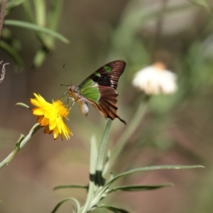 Graphium macleayanum at Acton, ACT - 16 Feb 2018