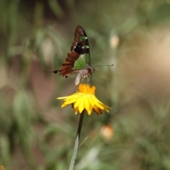 Graphium macleayanum at Acton, ACT - 16 Feb 2018 02:59 PM