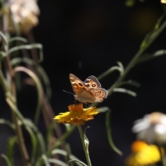 Junonia villida (Meadow Argus) at Acton, ACT - 16 Feb 2018 by Alison Milton