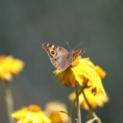 Junonia villida at Acton, ACT - 16 Feb 2018