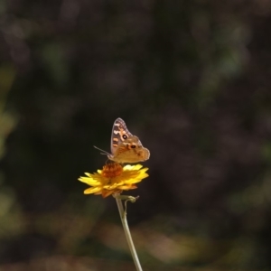 Junonia villida at Acton, ACT - 16 Feb 2018