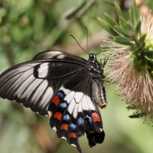 Papilio aegeus at Acton, ACT - 16 Feb 2018 10:07 AM