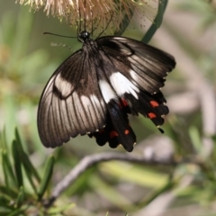 Papilio aegeus at Acton, ACT - 16 Feb 2018 10:07 AM