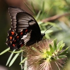 Papilio aegeus at Acton, ACT - 16 Feb 2018 10:07 AM