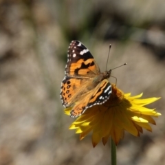 Vanessa kershawi (Australian Painted Lady) at Acton, ACT - 16 Feb 2018 by Alison Milton