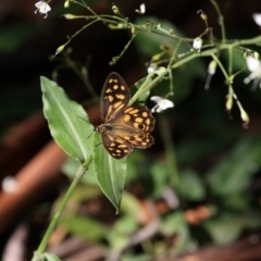 Heteronympha paradelpha (Spotted Brown) at ANBG - 15 Feb 2018 by Alison Milton