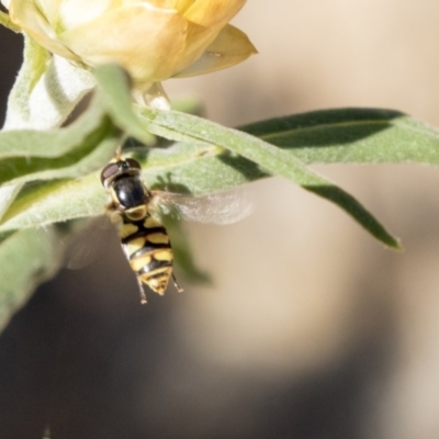 Simosyrphus grandicornis (Common hover fly) at Acton, ACT - 16 Feb 2018 by AlisonMilton