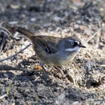 Sericornis frontalis (White-browed Scrubwren) at ANBG - 16 Feb 2018 by Alison Milton