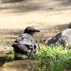 Corcorax melanorhamphos (White-winged Chough) at ANBG - 16 Feb 2018 by Alison Milton