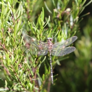 Synthemis eustalacta at Acton, ACT - 16 Feb 2018 05:01 PM