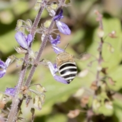 Amegilla (Notomegilla) chlorocyanea (Blue Banded Bee) at Acton, ACT - 16 Feb 2018 by AlisonMilton