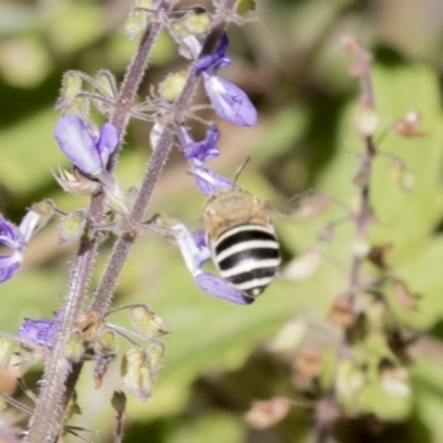 Amegilla (Notomegilla) chlorocyanea (Blue Banded Bee) at ANBG - 16 Feb 2018 by Alison Milton