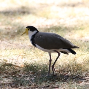 Vanellus miles at Acton, ACT - 16 Feb 2018