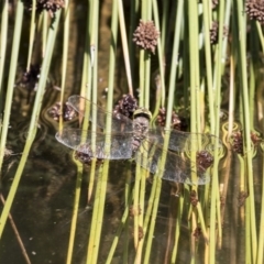 Adversaeschna brevistyla (Blue-spotted Hawker) at ANBG - 16 Feb 2018 by Alison Milton