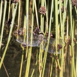 Adversaeschna brevistyla at Canberra Central, ACT - 16 Feb 2018 02:15 PM