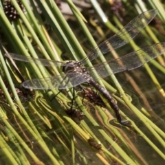 Adversaeschna brevistyla at Canberra Central, ACT - 16 Feb 2018