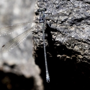 Austroargiolestes icteromelas at Acton, ACT - 16 Feb 2018 02:12 PM