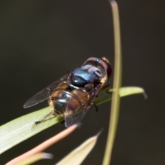 Austalis copiosa (Hover fly) at Acton, ACT - 15 Feb 2018 by Alison Milton