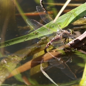 Adversaeschna brevistyla at Belconnen, ACT - 10 Feb 2018 11:19 AM