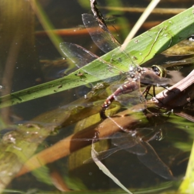 Adversaeschna brevistyla (Blue-spotted Hawker) at Lake Ginninderra - 10 Feb 2018 by Alison Milton