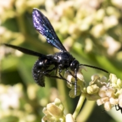 Austroscolia soror (Blue Flower Wasp) at Acton, ACT - 15 Feb 2018 by Alison Milton