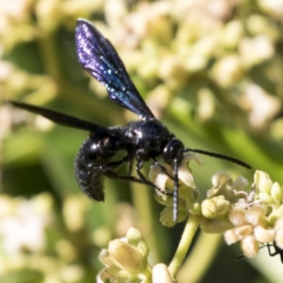 Austroscolia soror (Blue Flower Wasp) at Acton, ACT - 16 Feb 2018 by AlisonMilton