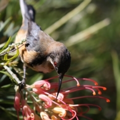 Acanthorhynchus tenuirostris (Eastern Spinebill) at ANBG - 16 Feb 2018 by Alison Milton